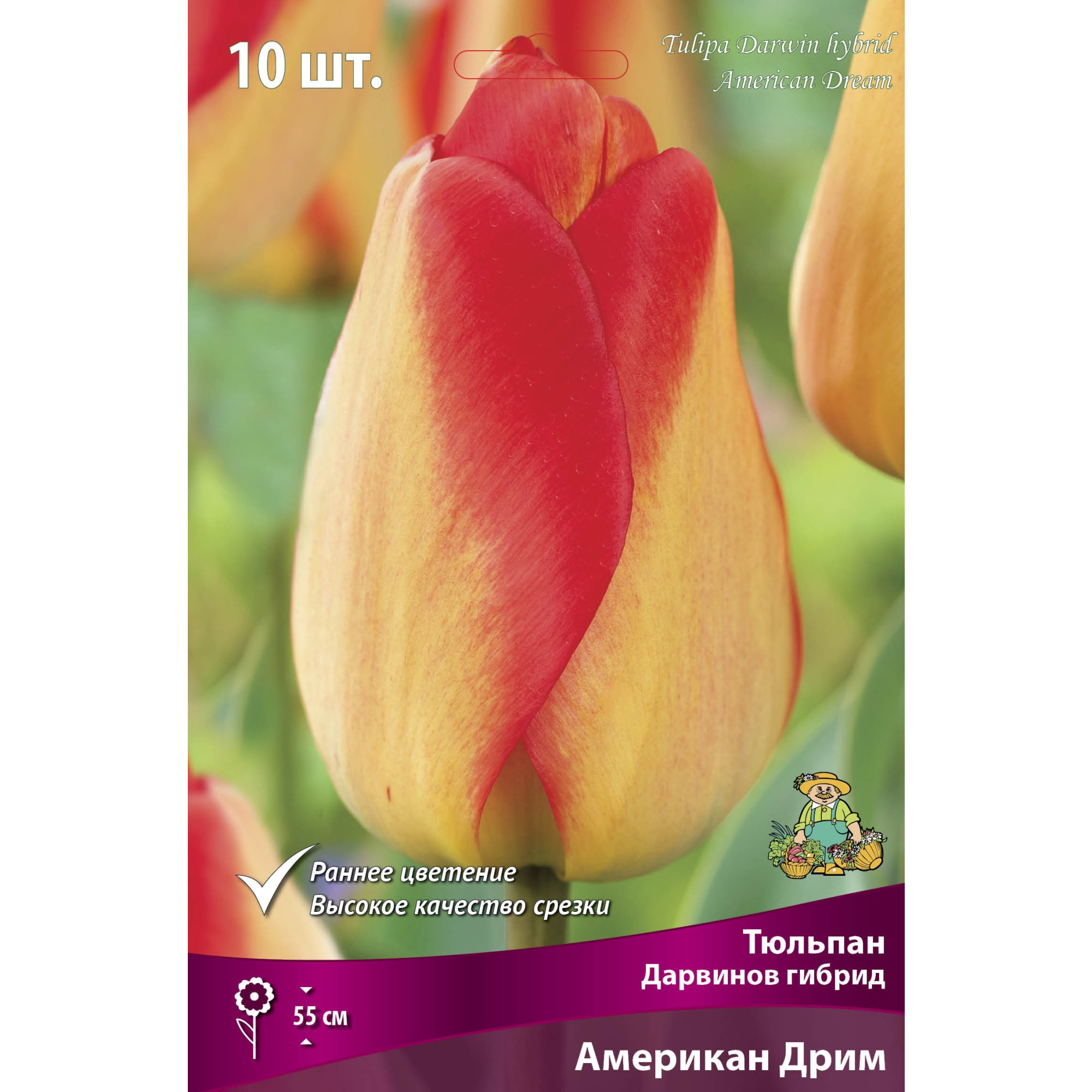 88294835 Тюльпан Дарвинов гибрид Американ дрим луковица 11/12, 10 шт Santreyd 