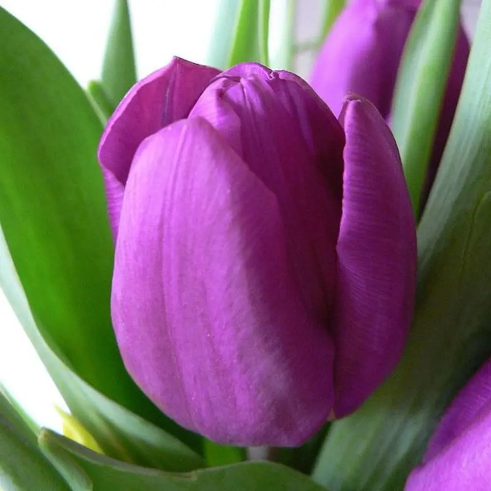 Тюльпан Purple Prince GEOLIA 11/12 10/9 STLM-2148733