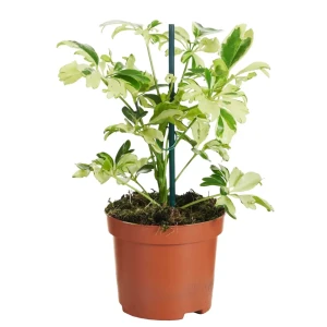 Шеффлера Джанни Santreyd - комнатное растение для озеленения интерьера 89400435