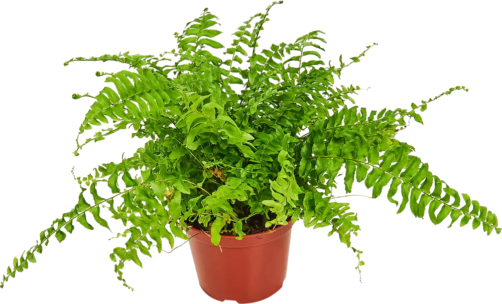 Папоротник Нефролепис Santreyd - изящное украшение интерьера 82560382