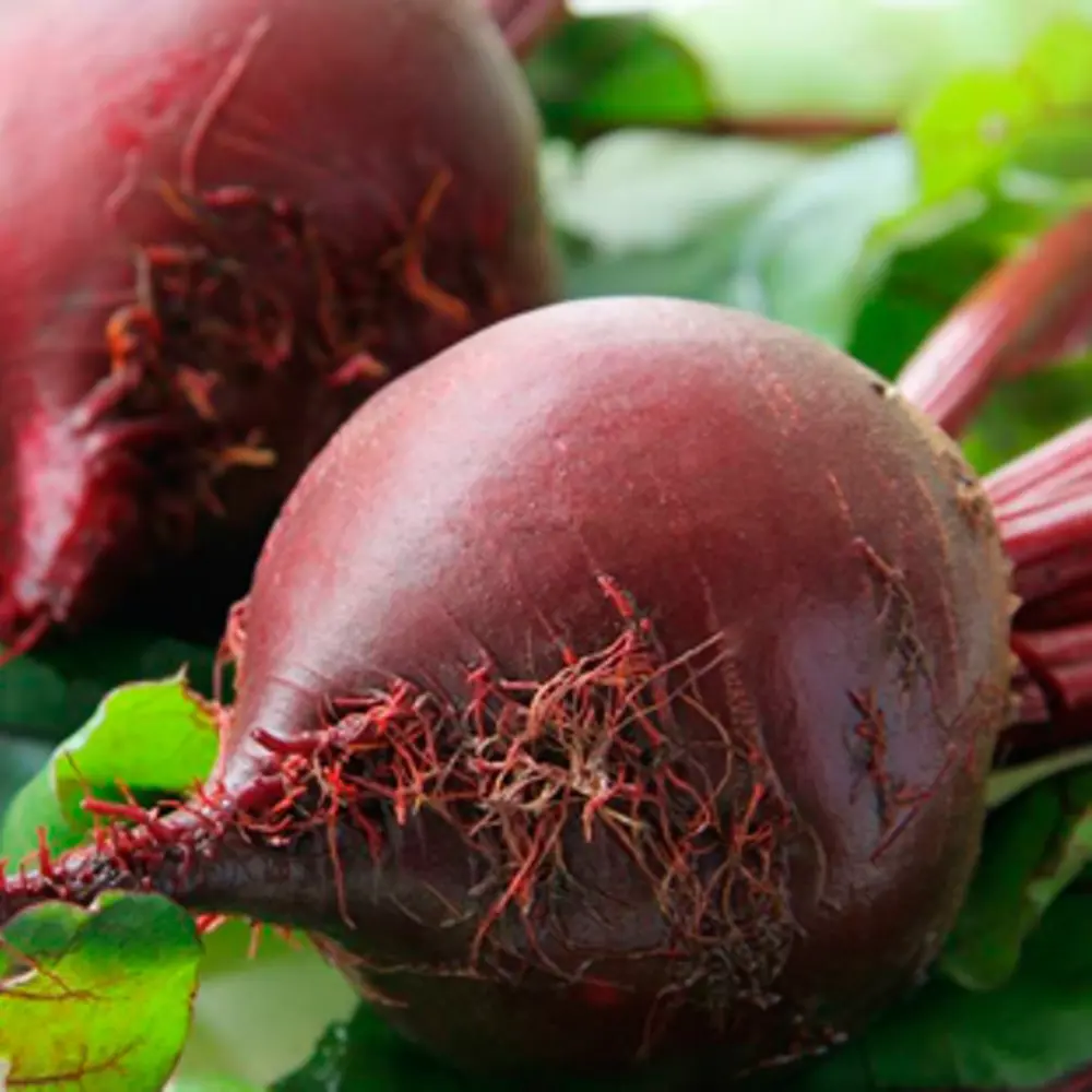 Семена Свёкла столовая «Червона Кула» ПОИСК STLM-2058888 - Вид №1