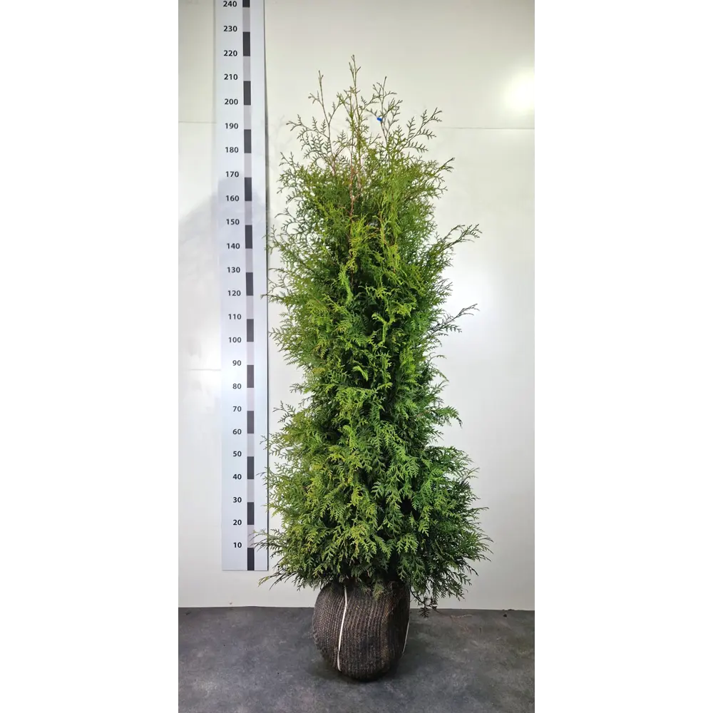 Santreyd Туя Брабант - вечнозеленый колоновидный хвойник для ландшафтного дизайна 89367517 STLM-0953686