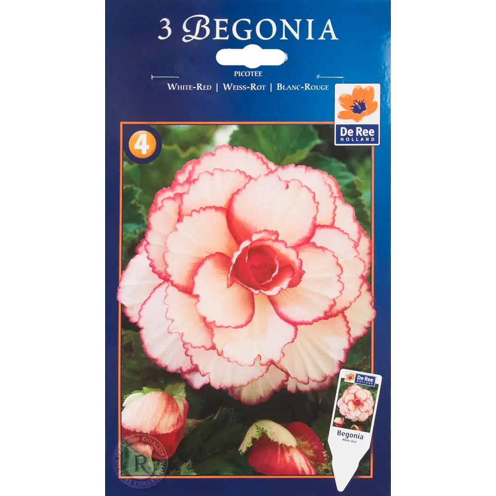 Бегония пикоти бело-красная жёлтая 4/5, 3 шт 82539268 STLM-2210029 Santreyd 