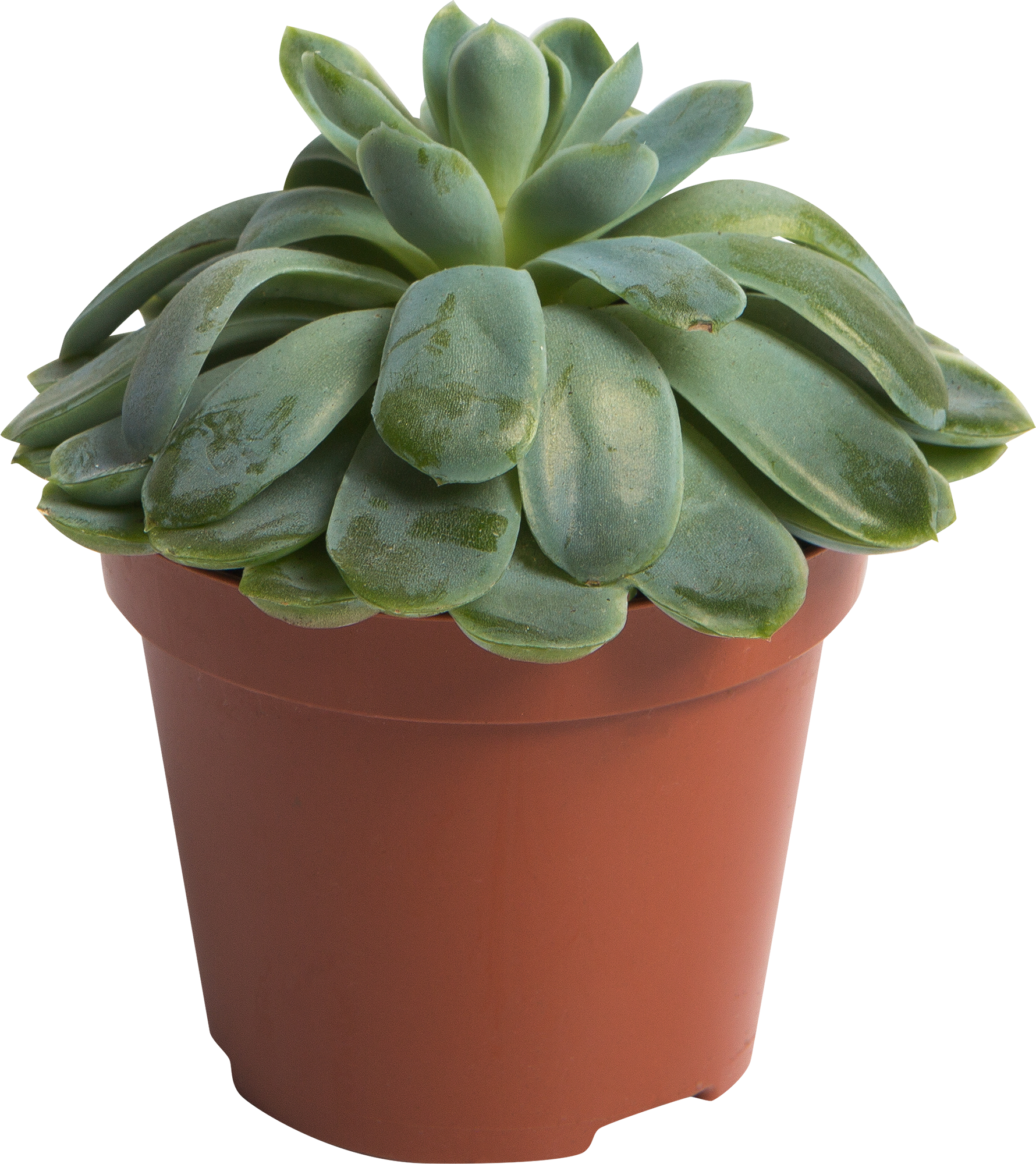 Эхеверия микс Santreyd - суккулент в горшке для интерьера 82548515 STLM-0029504