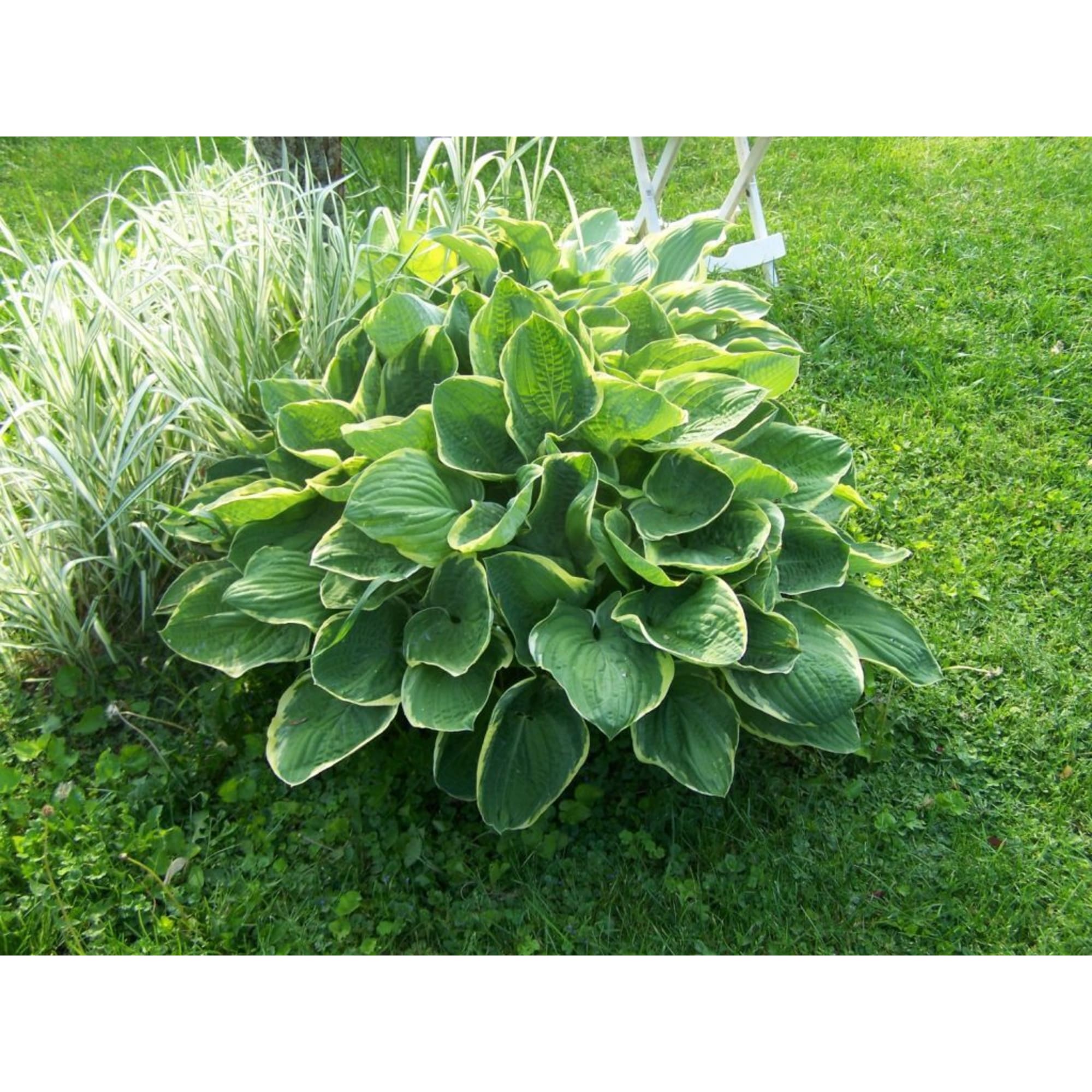 85324934 Хоста гибридная Крисмас Три ø14 h120 см Santreyd 