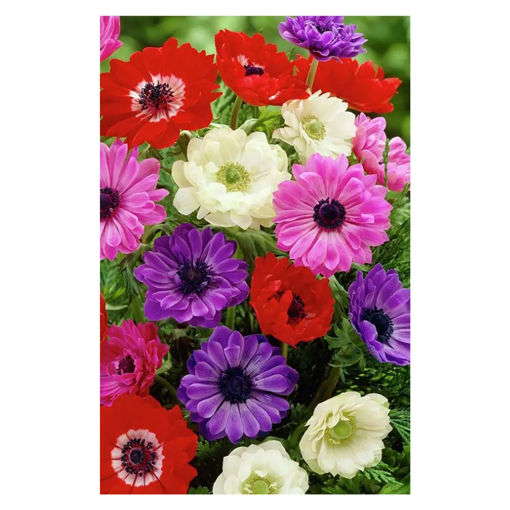 Анемона «St Brigid», 5х6 см GEOLIA STLM-2066834