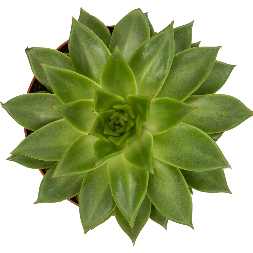 Суккулент микс 17x20 см 82850449 STLM-2121896 Santreyd  - Вид №6