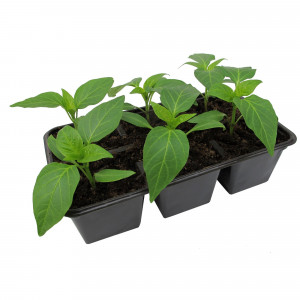 84299098 Перец сладкий, в кассете, 6 шт.