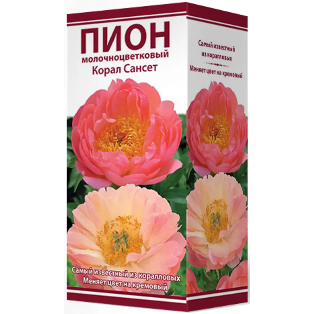 Пион молочноцветковый травянистый Корал Сансет 85205669 STLM-2149276 ПОИСК 