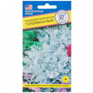 81931619 Цинерария «Серебряная пыль»