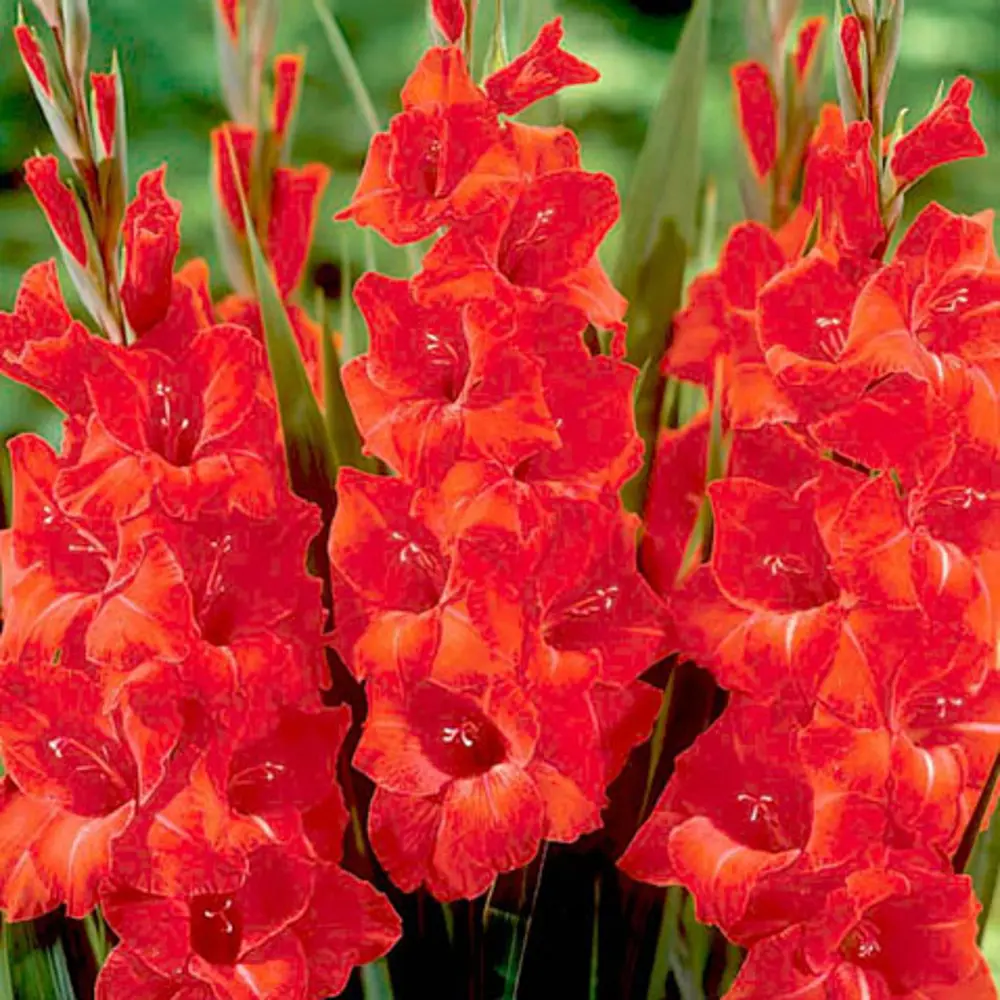 Гладиолус крупноцветковый Блу Берд 2 шт ПОИСК STLM-2117946 - Вид №3