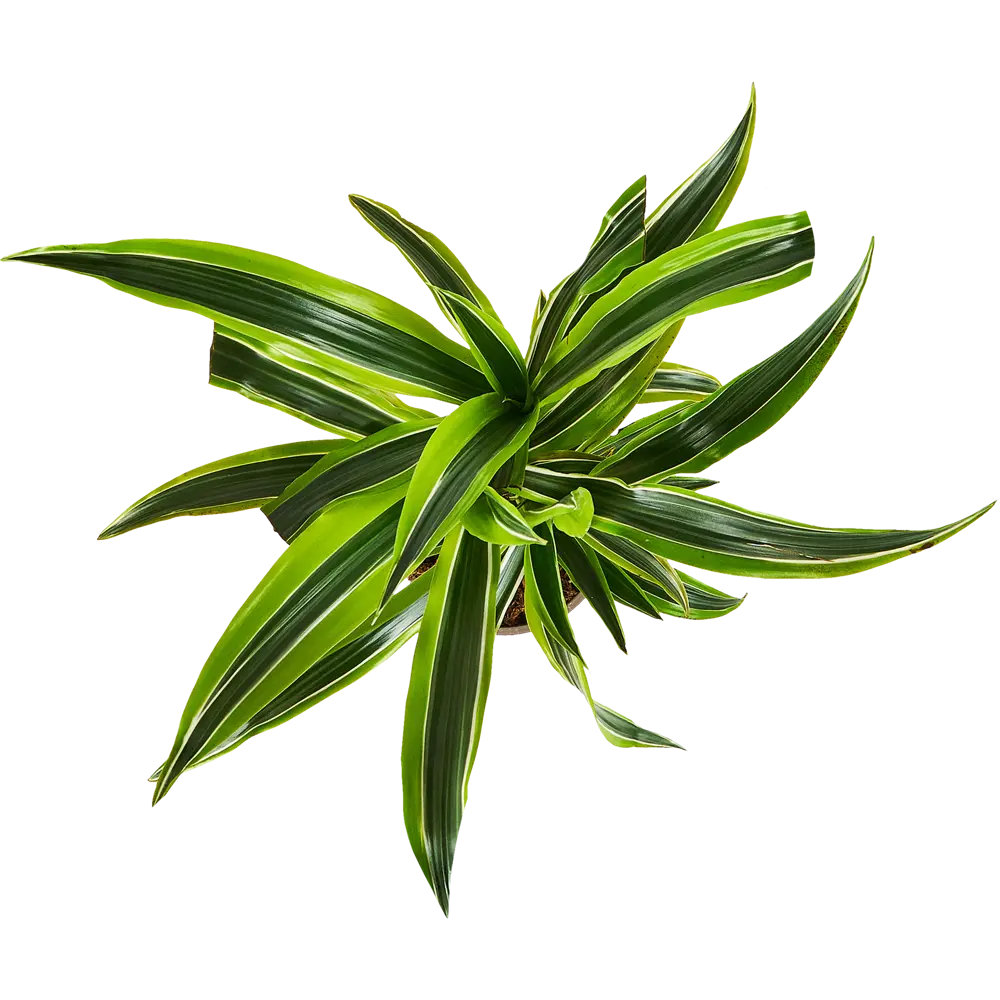 Santreyd Драцена Лемон Лайм — тропическая изящность для вашего интерьера 85324832 STLM-0061447 - Вид №2