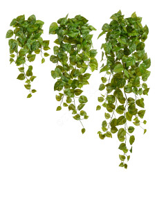 20.05200264GY-S Потос Ауреум ампельный Цветочная коллекция