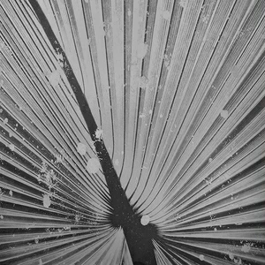 Арт-панель на холсте Alex Turco Organic Silver Palm