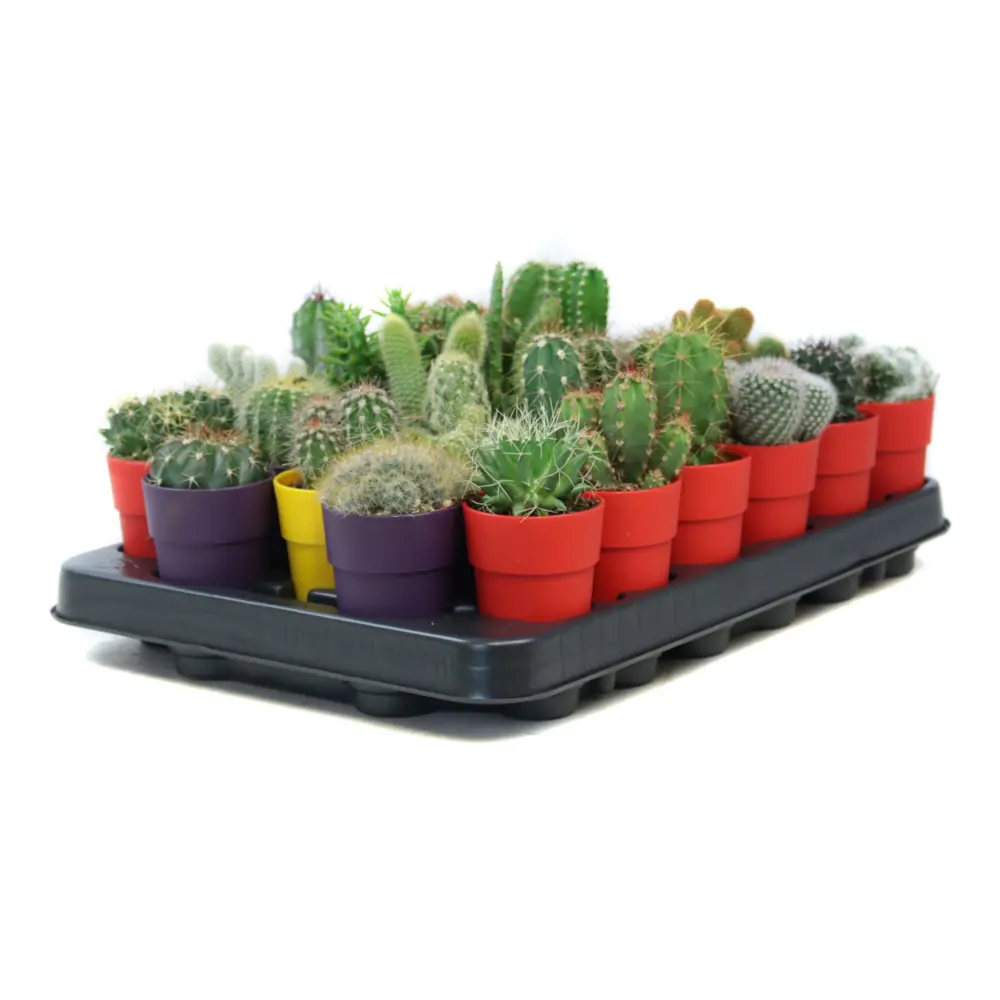 Santreyd Кактус микс - композиция суккулентов для интерьера 89390770 STLM-1427691