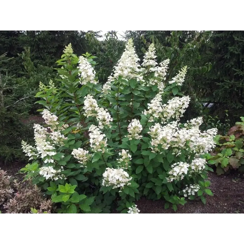 Гортензия метельчатая Брюссель Лейс - ароматный многолетний кустарник 89432292 PLANTMARKET STLM-1582310