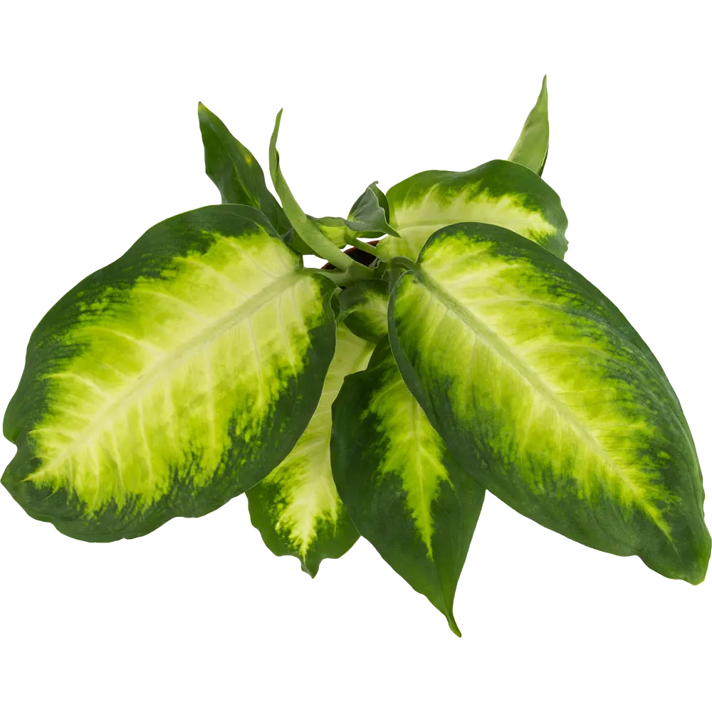 Диффенбахия Компакта Santreyd - декоративное растение с бело-зелеными листьями 82578920 STLM-0030478 - Вид №1