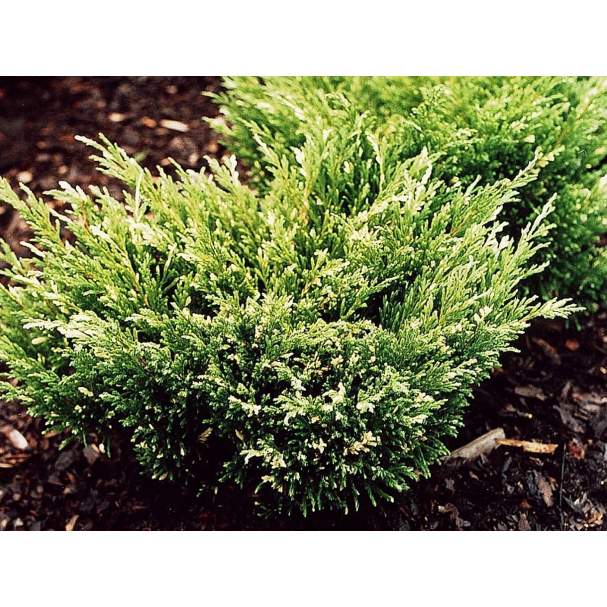 84872934 Можжевельник Андорра Вариегата h10 см Santreyd 