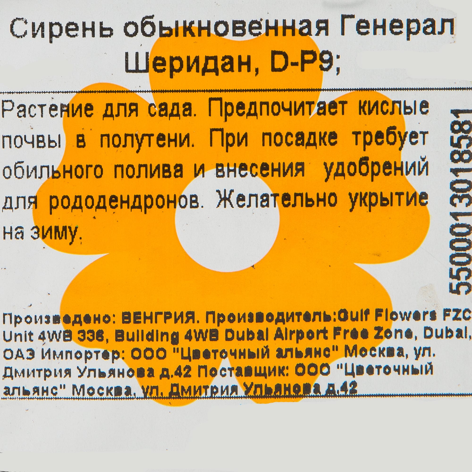 82176146 Сирень обыкновенная «Генерал Шеридан» P9 Santreyd 