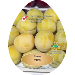 Слива Утро h200 см в сетке Поиск Инвест 84399330 STLM-2157219
