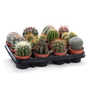 Кактус Канарский микс Santreyd — живой суккулент для интерьера 89390771