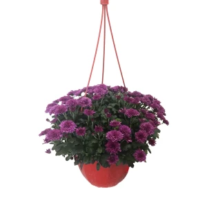 Хризантема комнатная Микс в горшке ø21 см 89437861