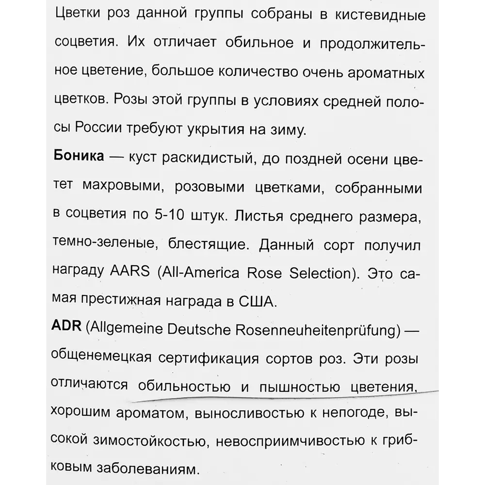 Роза флорибунда Боника в тубе Поиск Инвест 18348347 STLM-2076488 Santreyd  - Вид №2