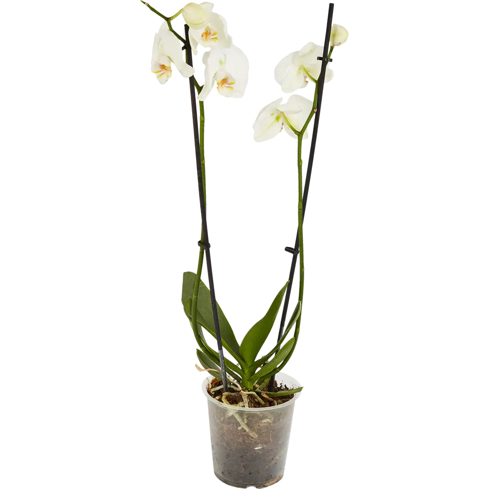 Santreyd Орхидея Фаленопсис — изящная бабочка в вашем интерьере 85324972 STLM-0061533 - Вид №6