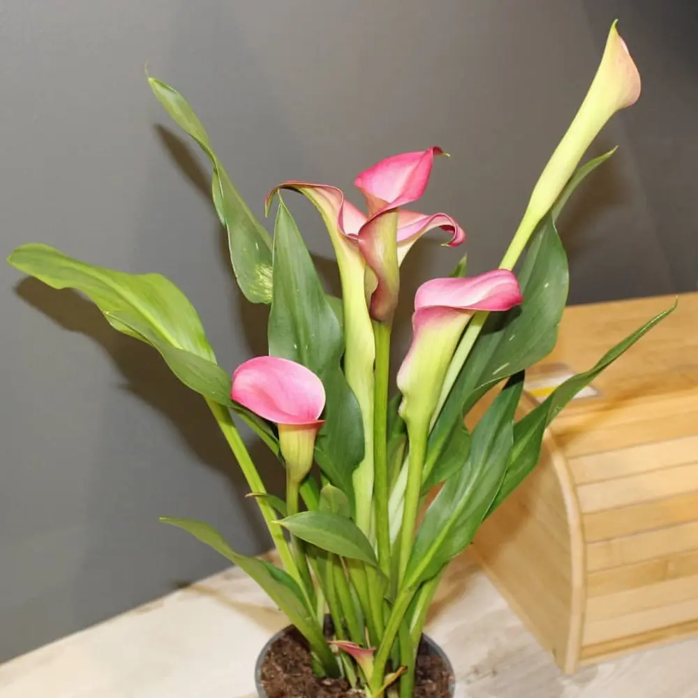 Santreyd Калла микс - элегантное комнатное растение с разноцветными бутонами 14448041 STLM-0004955 - Вид №5
