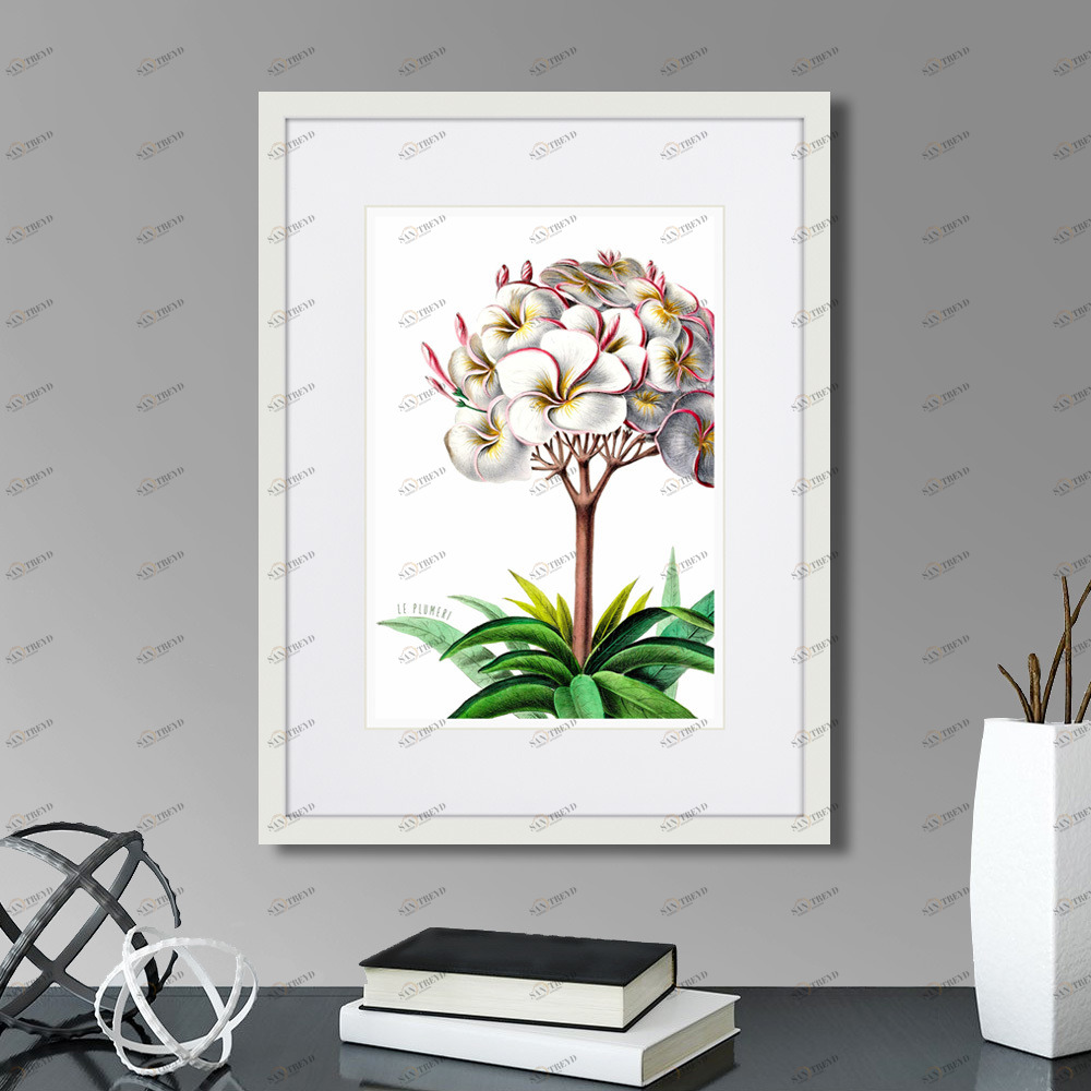Картина в раме 32х42 см Caribian Flora Plumeria, 1740г. КАРТИНЫ В КВАРТИРУ  264445 Зеленый;серый;разноцветный 