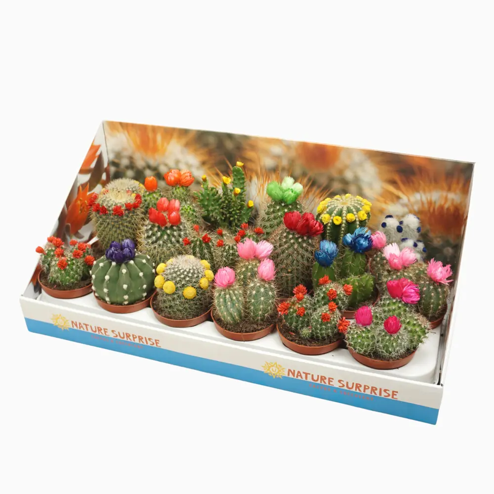 Santreyd: Композиция кактусов в элегантном шоубоксе 84348653 STLM-0048765 - Вид №2