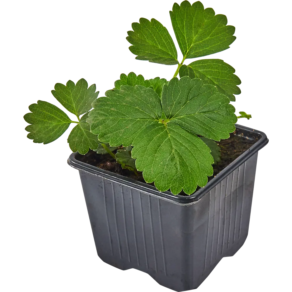 Santreyd Земляника Богема - ремонтантный сорт с крупными ягодами 83597593 STLM-0966025