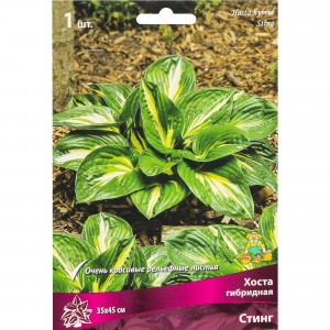 82319600 Хоста гибридная «Стинг», размер луковицы I