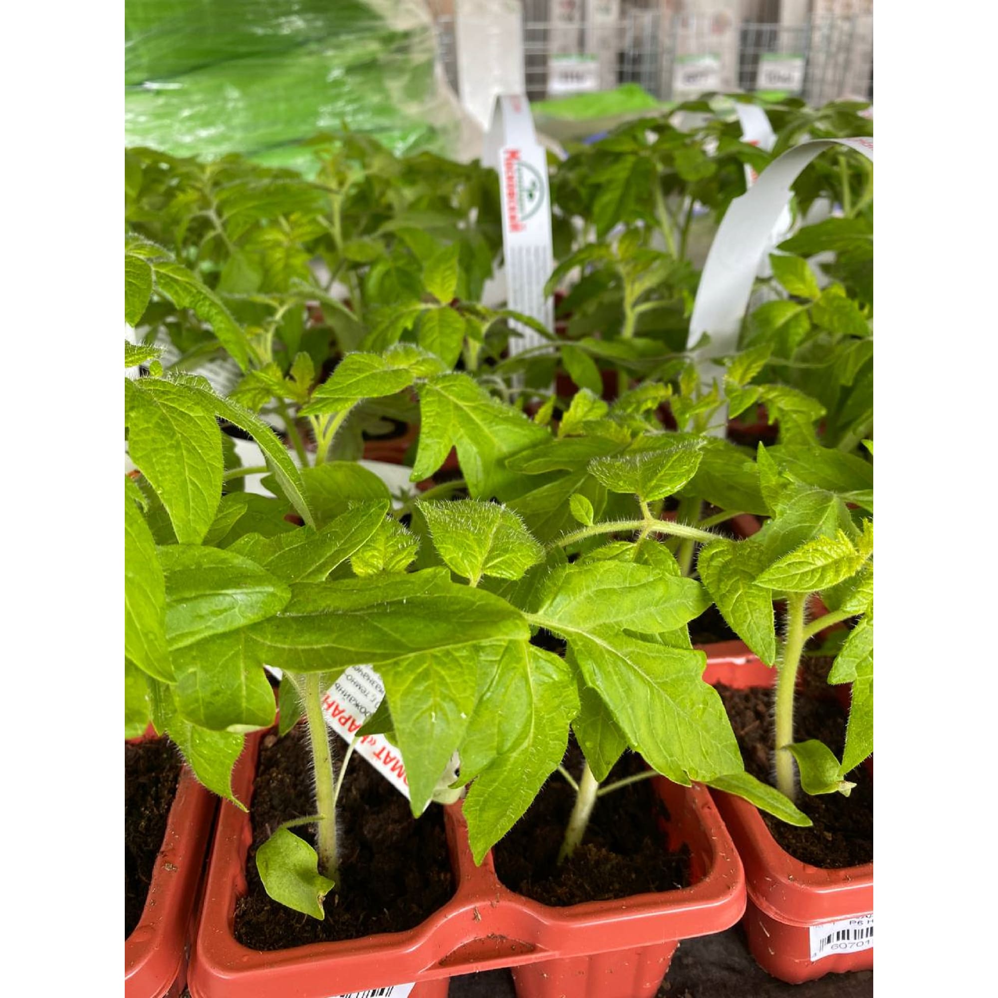 12713972 Томат, P6 Н20 Santreyd  - Вид №2