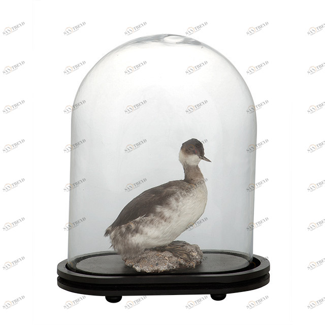 Статуэтка декоративная стеклянная 42,5х24 см прозрачная Bell Jar Trapani EICHHOLTZ ПТИЦЫ 059701 Серый 