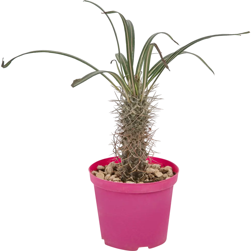 Santreyd Кактус микс - живой декор для интерьера 14×10 см 82894898