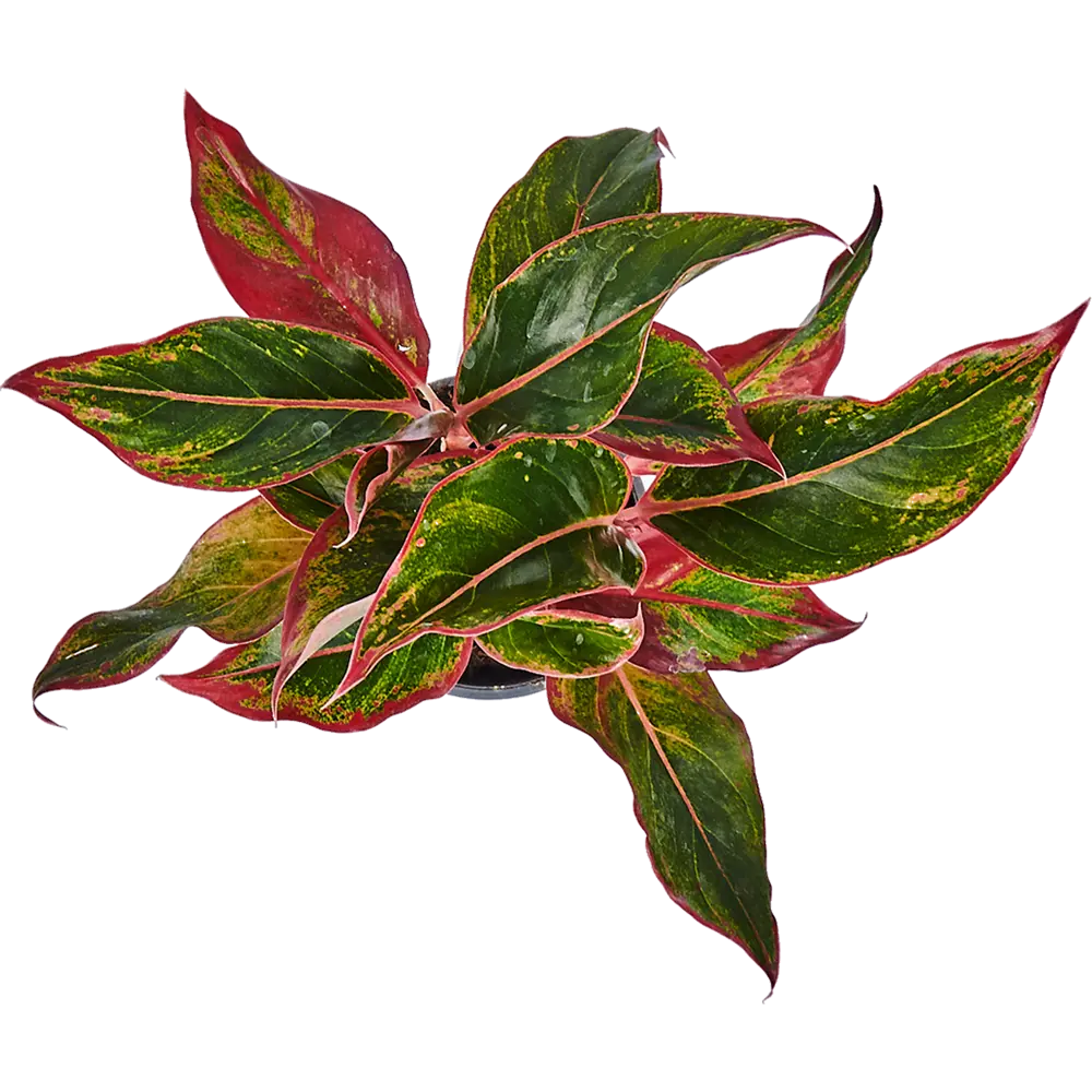 Santreyd Аглаонема Крит — Изысканное комнатное растение с резными листьями 82741700 STLM-0035268 - Вид №1