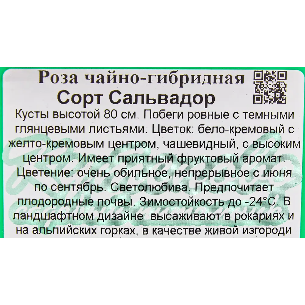 Роза чайно-гибридная «Сальвадор» 15x30 см 82594798 STLM-2088939 Santreyd  - Вид №1