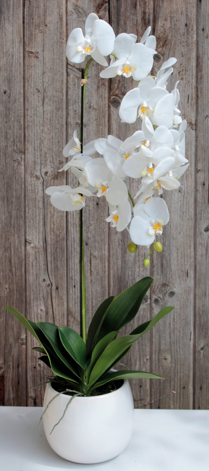 2604 778 a3 Искусственная орхидея Phalaenopsis, 2-х кратная, в керамическом горшке, 100 см, real touch, бежево-белая H-andreas  - Вид №9