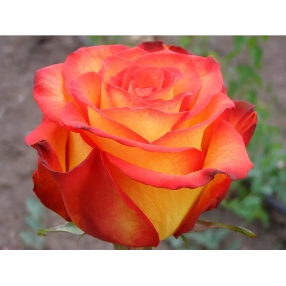 Роза флорибунда Циркус ø15 h30 см 85589124 STLM-2148547 Santreyd 