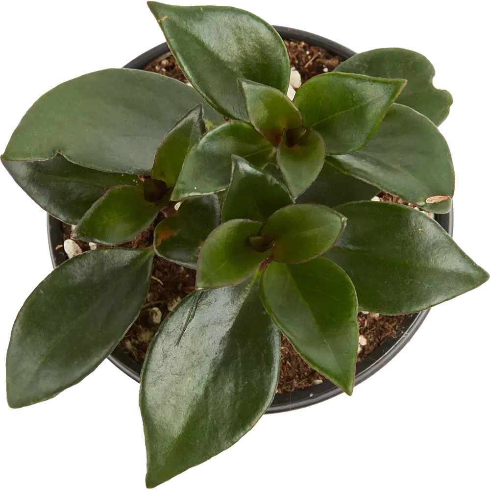 Santreyd Плант микс — живая композиция для интерьера 25 см 82741530 STLM-0035256 - Вид №1