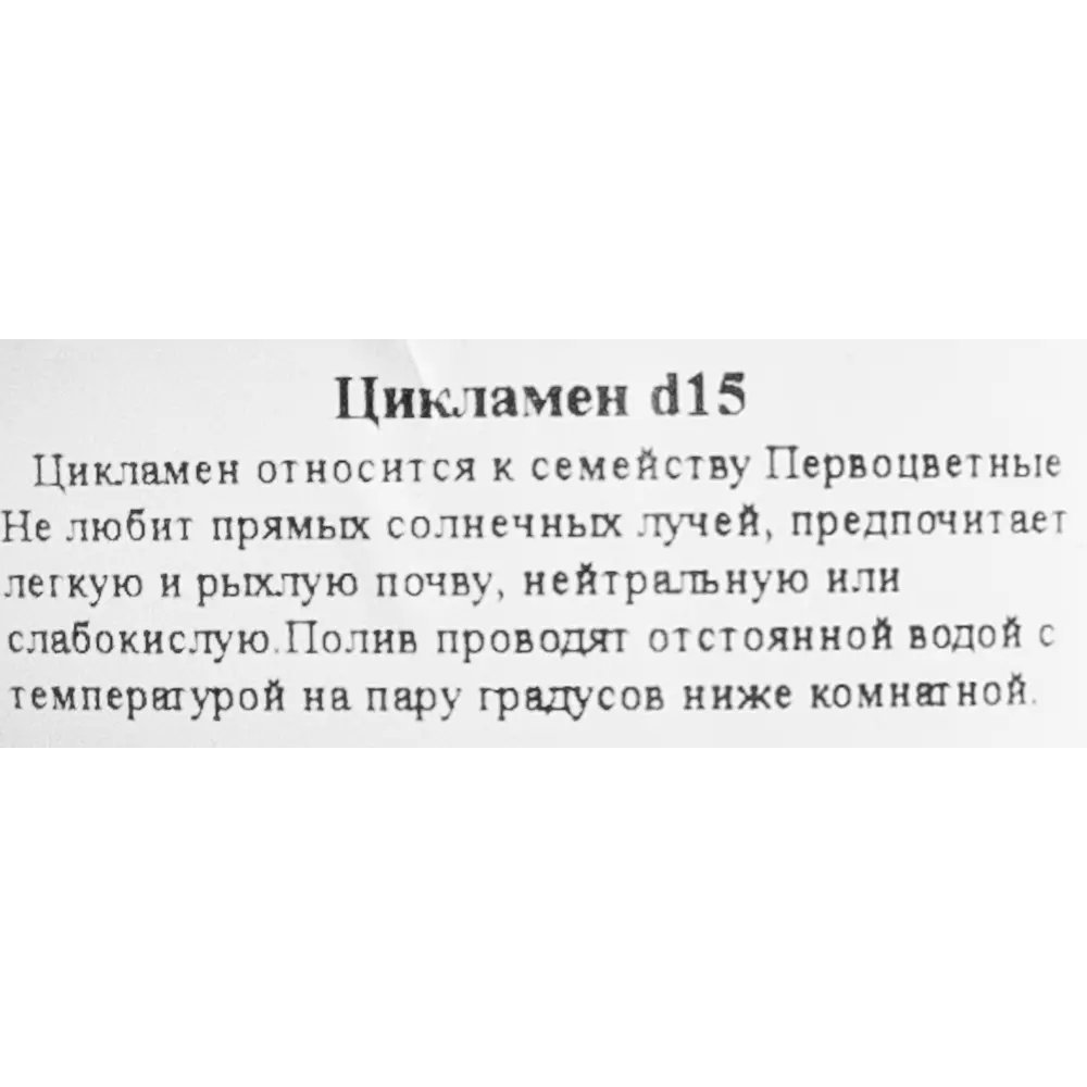 Цикламен Santreyd - нежное цветущее украшение интерьера 83248154 STLM-0039921 - Вид №2