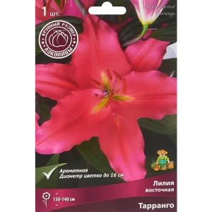 Лилия восточная Тарранго 1 шт. 83588543 STLM-2145946