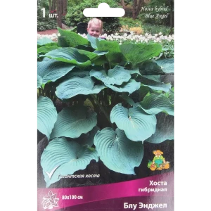 ПОИСК Хоста Блу Энджел - изысканное теневыносливое растение 85205440