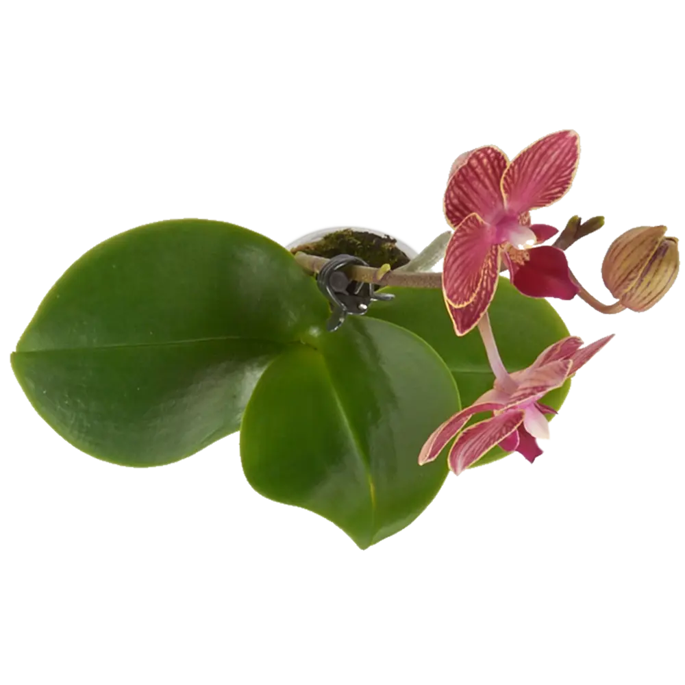 Santreyd Фаленопсис микро - комнатная орхидея с пятнистыми лепестками 14448172 STLM-0004958 - Вид №1