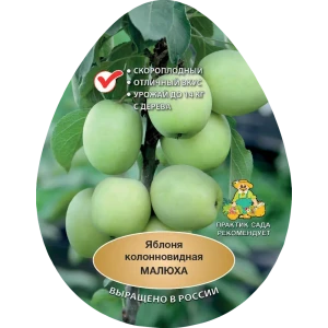 Яблоня колонновидная Малюха h200 см Поиск Инвест 84399320 STLM-2211889