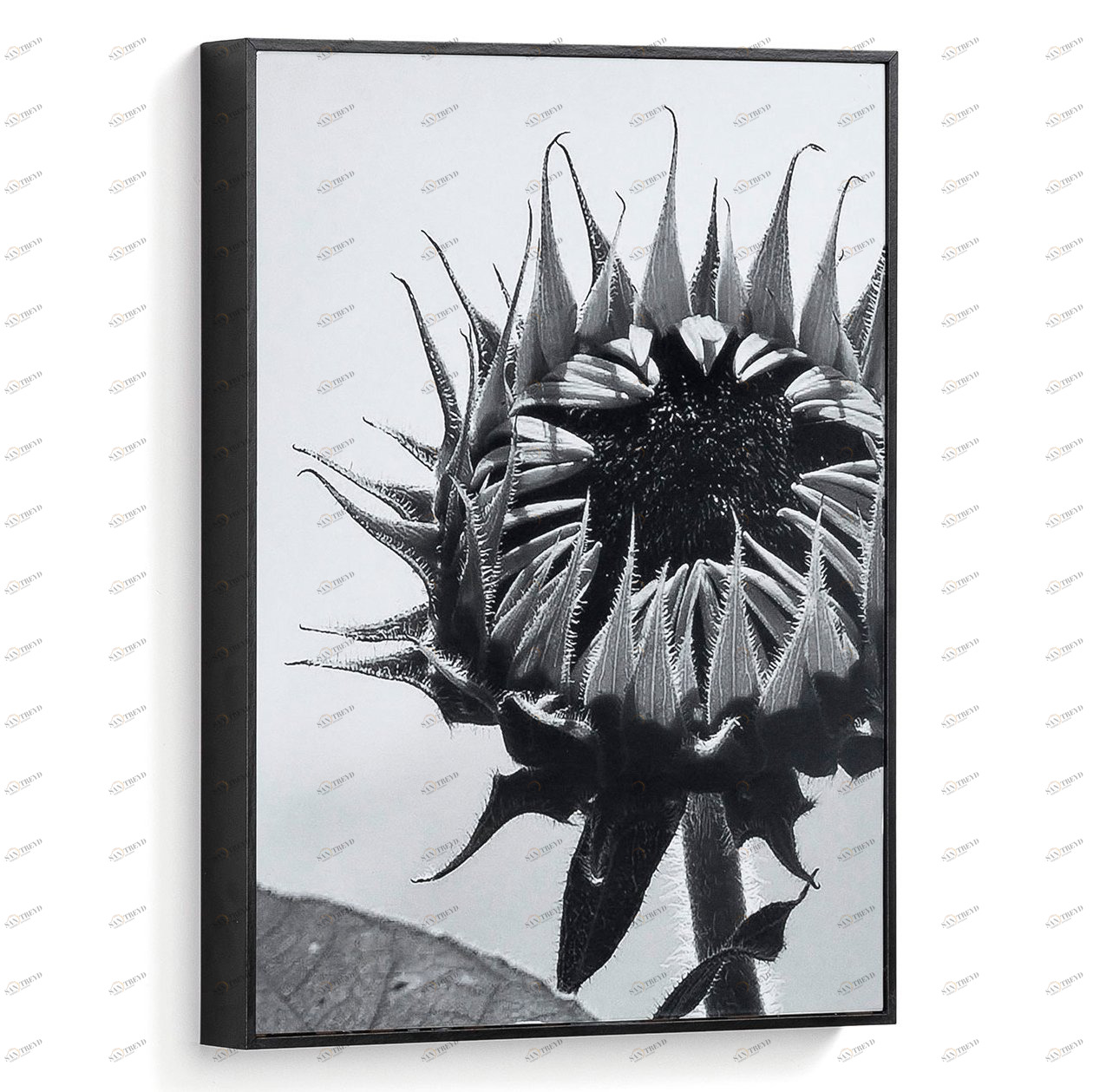 Картина на холсте 40х30 см черно-белая "Каланта. Подсолнух" от La Forma LA FORMA CALANTHA 343071 Белый;серый;черный 