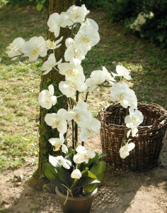 2483 778 a3 Искусственная орхидея Phalaenopsis, горшечная, 115 см, бежево-белая H-andreas