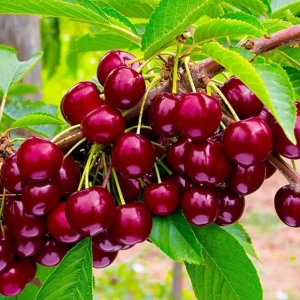 Черешня Овстуженка в тубе 82539579 STLM-2109159