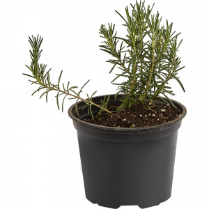 17897539 Розмарин лекарственный в сортах (V1.5л)